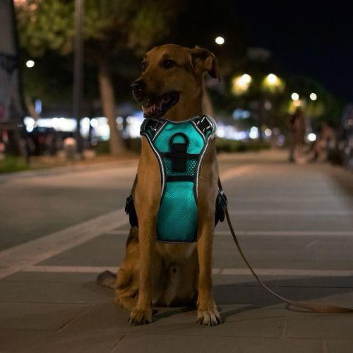 Rechargeable LED Dog Harness